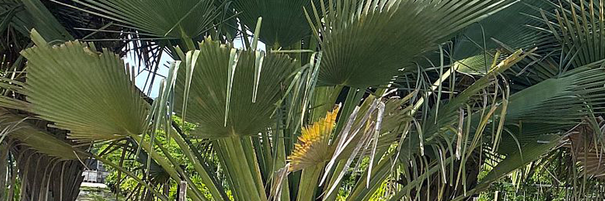 Patience and Loyalty – The Story of Botanics Wholesale Nursery